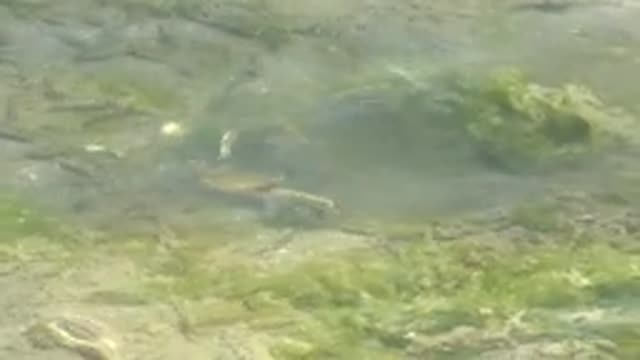 GUERRERO NEGRO BCS MEXICO-2022: Crabs Moving in Shallow Clear Water