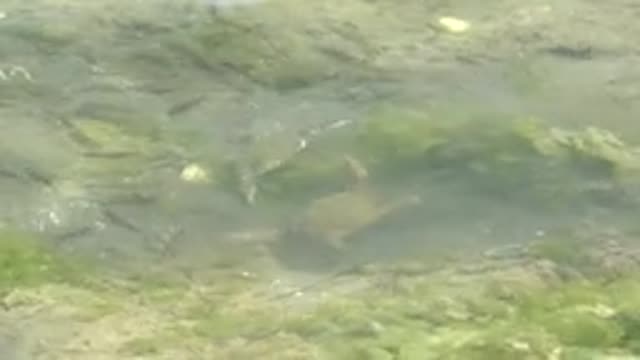 GUERRERO NEGRO BCS MEXICO-2022: Two Turtles Swimming in Shallow Clear Water