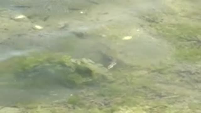 GUERRERO NEGRO BCS MEXICO-2022: Small Fish Swimming in Shallow Clear Water with Aquatic Plants