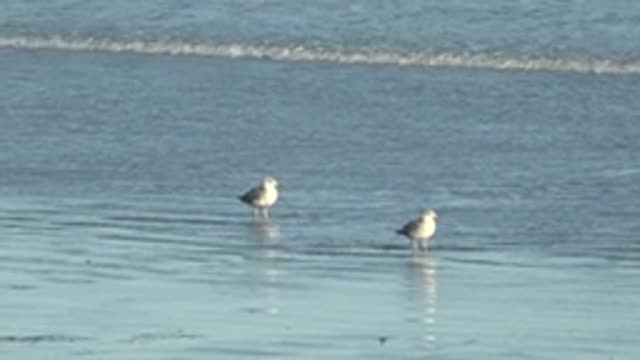 LA BOCANA BCS MEXICO-2022: Two Seagulls Standing in Shallow Ocean Water on a Beach