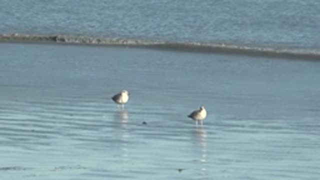 LA BOCANA BCS MEXICO-2022: Two Seagulls on Wet Beach with Receding Ocean Waves