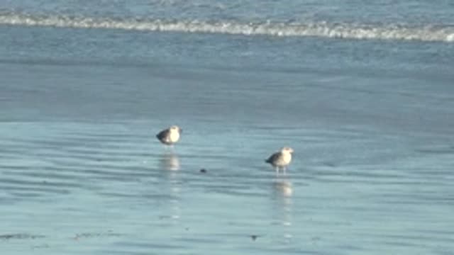 LA BOCANA BCS MEXICO-2022: Two Seagulls on Wet Sandy Beach
