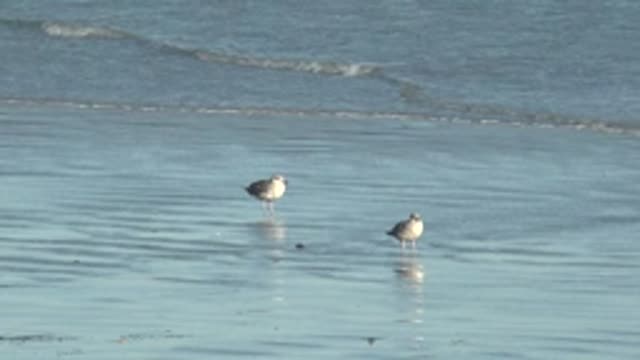 LA BOCANA BCS MEXICO-2022: Two Seagulls Standing on Wet Beach with Gentle Waves