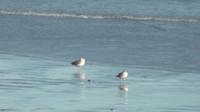 LA BOCANA BCS MEXICO-2022: Two Seagulls on Wet Beach with Gentle Ocean Waves