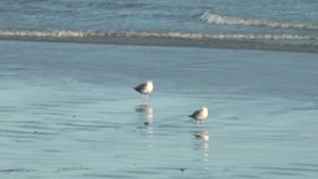 LA BOCANA BCS MEXICO-2022: Two Seabirds Standing in Shallow Beach Water