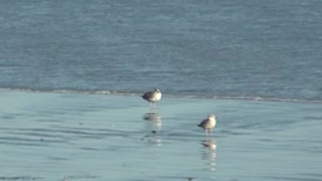 LA BOCANA BCS MEXICO-2022: Seagulls Standing on Wet Beach As Waves Roll In