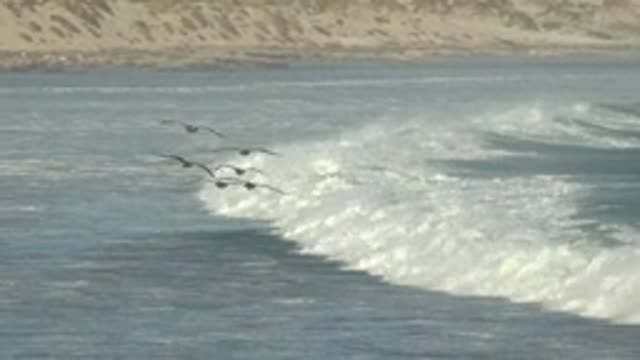 LA BOCANA BCS MEXICO-2022: Seabirds in Flight Over Ocean Waves and Sandy Dunes