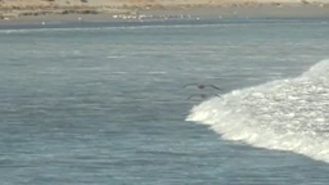 LA BOCANA BCS MEXICO-2022: Seabirds Flying Over Ocean Waves Near Shoreline