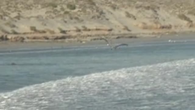 LA BOCANA BCS MEXICO-2022: Seagull Flying Over Ocean and Coastal Dunes