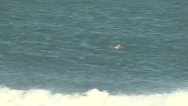 LA BOCANA BCS MEXICO-2022: Pelicans Flying Over Ocean Surface