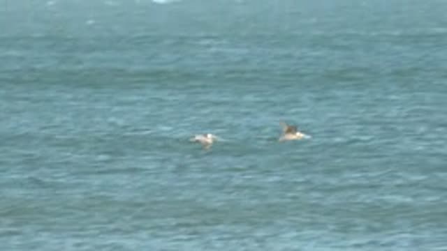 LA BOCANA BCS MEXICO-2022: Two Pelicans Flying over the Ocean Surface