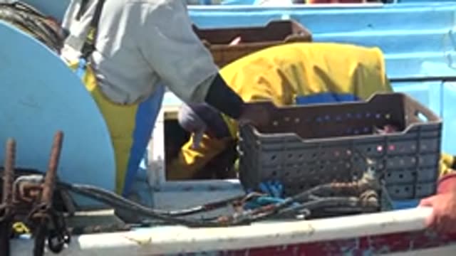 LA BOCANA BCS MEXICO-2022: Fishermen Transferring Seafood Into Crates on a Boat