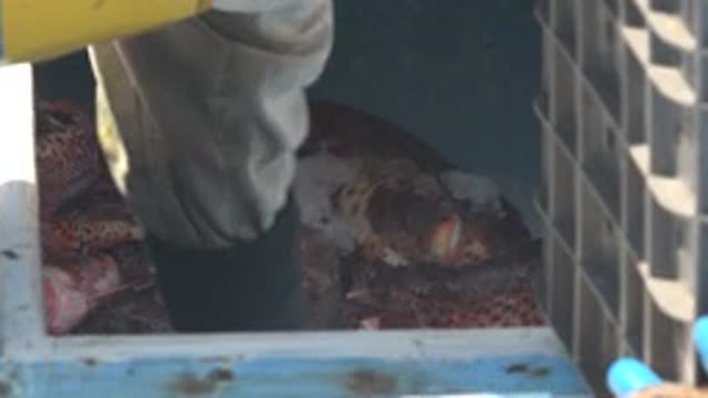 LA BOCANA BCS MEXICO-2022: Worker Adding Ice to Fish in a Cooler