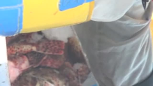 LA BOCANA BCS MEXICO-2022: Worker Handling Lobsters with Ice in a Market