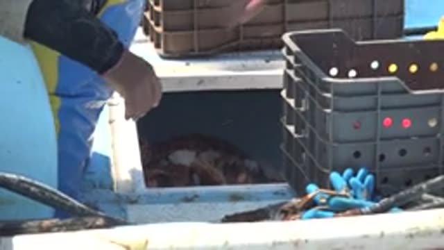 LA BOCANA BCS MEXICO-2022: Fishermen Sorting Seafood on a Boat