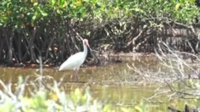 SAN CARLOS BCS MEXICO-2022: White Spoonbill Wading in Mangrove Wetland