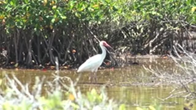 SAN CARLOS BCS MEXICO-2022: White Bird Wading in Mangrove Shallows
