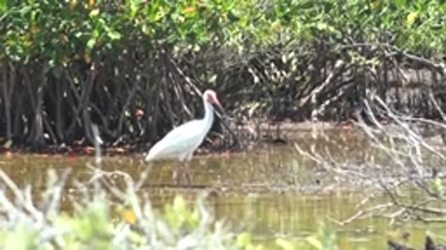 SAN CARLOS BCS MEXICO-2022: White Stork Foraging in Mangrove Wetland