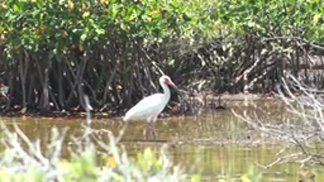 SAN CARLOS BCS MEXICO-2022: White Ibis in Shallow Mangrove Water
