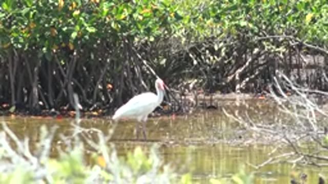 SAN CARLOS BCS MEXICO-2022: White Ibis in Shallow Water Among Mangroves
