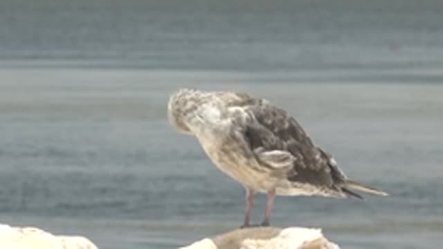 GUERRERO NEGRO BCS MEXICO-2022: Seagull Preening on Rocky Shore
