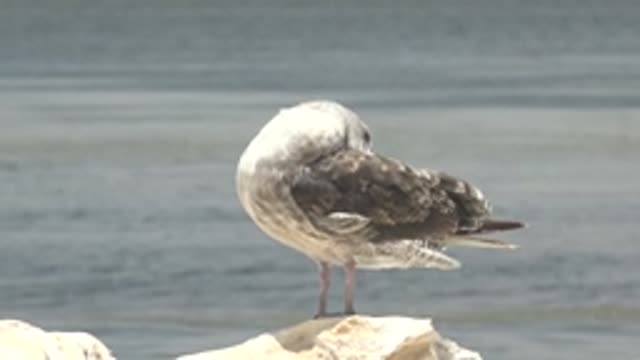 GUERRERO NEGRO BCS MEXICO-2022: Seagull Preening and Looking Around on Rock