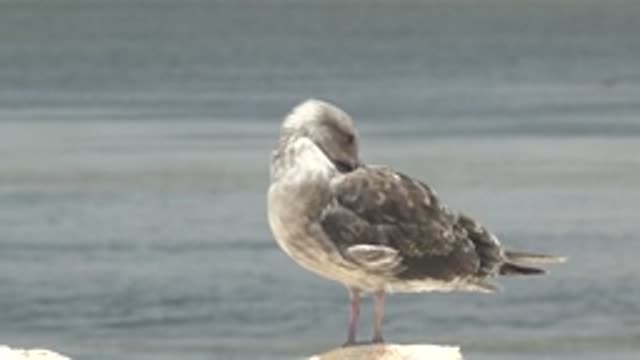 GUERRERO NEGRO BCS MEXICO-2022: Seagull Preening and Observing From a Rock