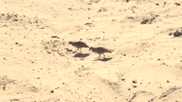 SAN CARLOS BCS MEXICO-2022: Shorebirds Moving Across Sandy Beach