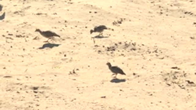 SAN CARLOS BCS MEXICO-2022: Quails Moving Across Sandy Ground