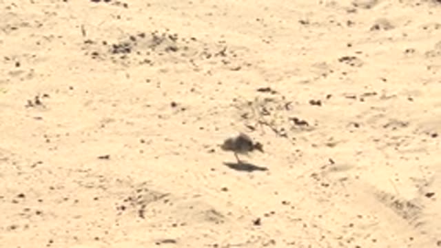 SAN CARLOS BCS MEXICO-2022: Desert Bird Walking and Taking Flight