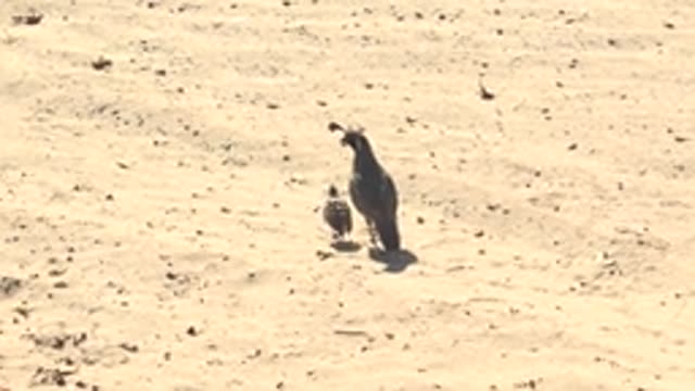 SAN CARLOS BCS MEXICO-2022: Pigeon and Chick Walking on Sandy Ground