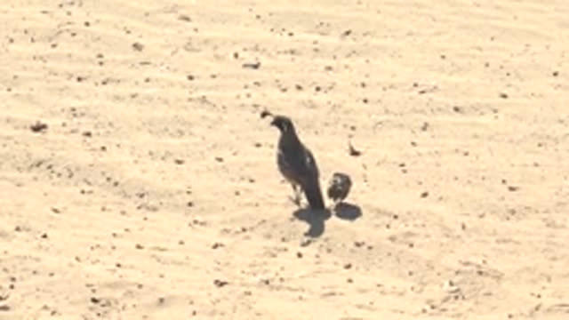SAN CARLOS BCS MEXICO-2022: Adult Quail and Chick Walking on Desert Sand