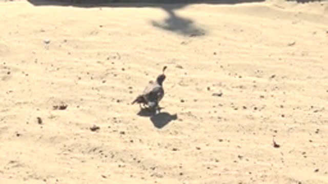 SAN CARLOS BCS MEXICO-2022: Parent Bird and Chick Walking on Sandy Ground