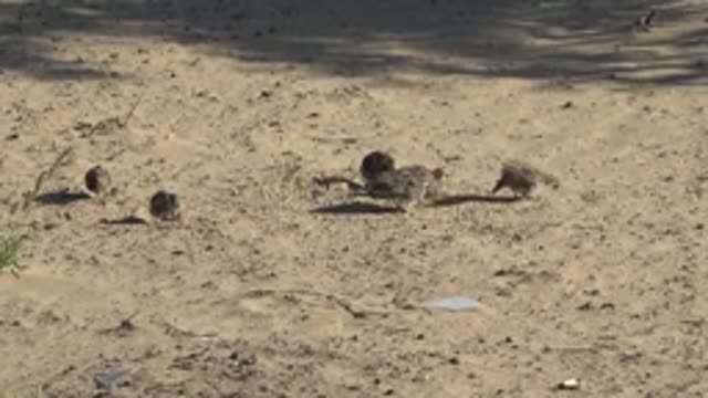 SAN CARLOS BCS MEXICO-2022: Quail Chicks and Adults Foraging on Sandy Ground