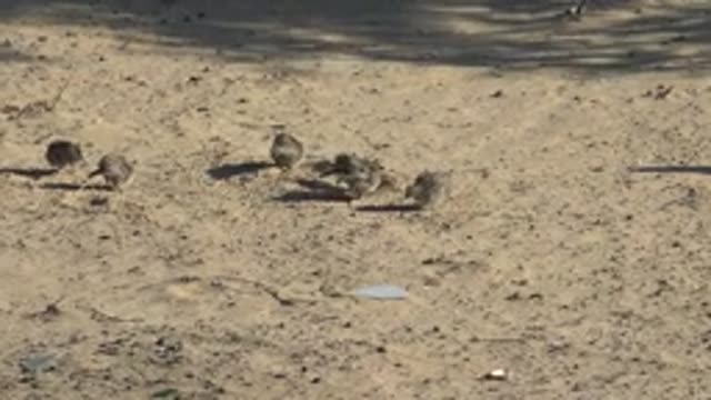 SAN CARLOS BCS MEXICO-2022: Quail Chicks Foraging on Sandy Ground