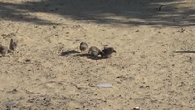 SAN CARLOS BCS MEXICO-2022: Small Birds Foraging and Moving on Sandy Ground