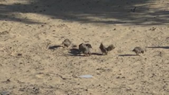 SAN CARLOS BCS MEXICO-2022: Small Birds Moving and Flapping Wings on Sandy Ground
