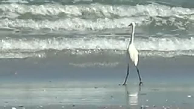 LA BOCANA BCS MEXICO-2022: White Heron Strolls Along Wet Sandy Shore