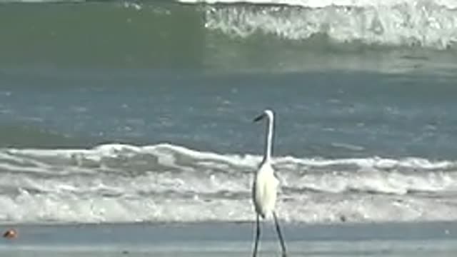 LA BOCANA BCS MEXICO-2022: White Heron on Wet Sandy Beach with Ocean Waves