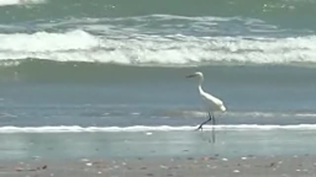 LA BOCANA BCS MEXICO-2022: White Heron Walking Along the Shoreline