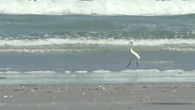 LA BOCANA BCS MEXICO-2022: White Egret Strolling on Sandy Shore