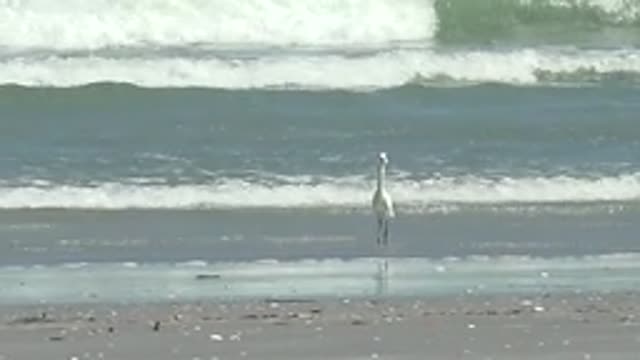 LA BOCANA BCS MEXICO-2022: White Heron Walking Along Sandy Beach