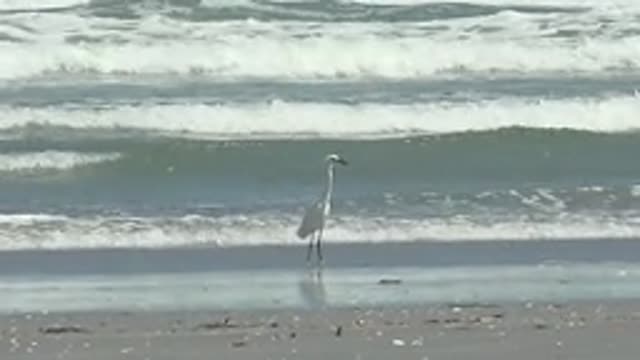 LA BOCANA BCS MEXICO-2022: White Heron Walking Along Sandy Beach