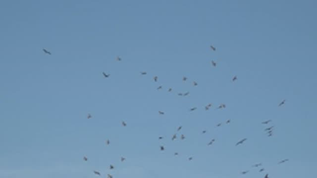 LA BOCANA BCS MEXICO-2022: Flock of Birds Soaring in Clear Blue Sky