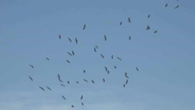 LA BOCANA BCS MEXICO-2022: Flock of Birds Flying in Clear Blue Sky