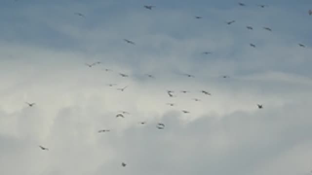 LA BOCANA BCS MEXICO-2022: Flock of Birds Flying in Cloudy Sky