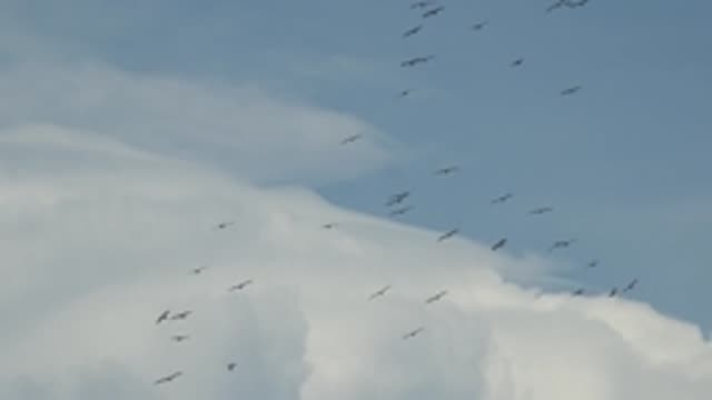 LA BOCANA BCS MEXICO-2022: Flock of Birds Soaring in the Cloudy Sky