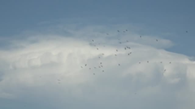 LA BOCANA BCS MEXICO-2022: Flock of Birds Soaring in a Cloudy Sky