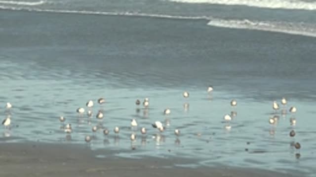 LA BOCANA BCS MEXICO-2022: Shorebirds on Wet Sand with Gentle Ocean Waves