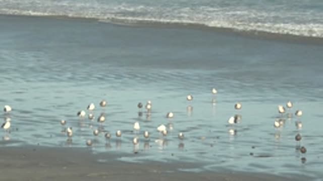LA BOCANA BCS MEXICO-2022: Seagulls Wading in Shallow Beach Water